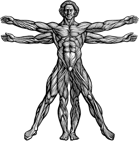 vitruvian-man-leonardo-da-vinci-8781784